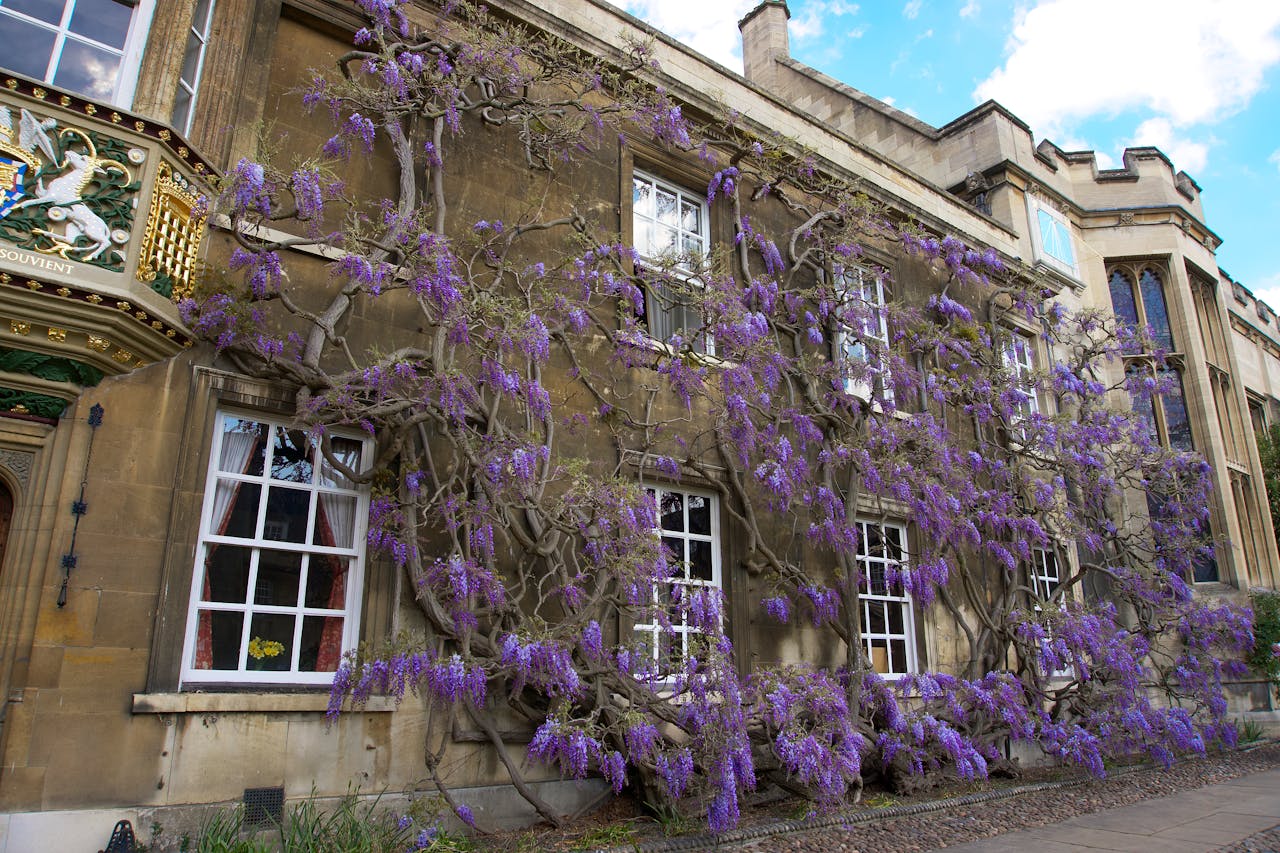 Purple wisteria blooms adorn the historic facade of a college building in Cambridge.
